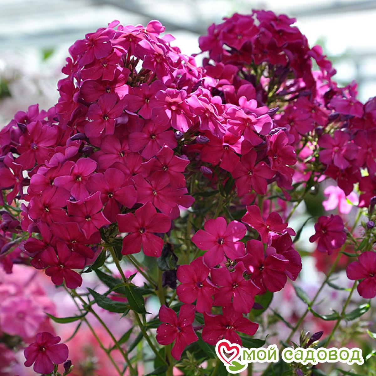 Флокс Эсмеральда