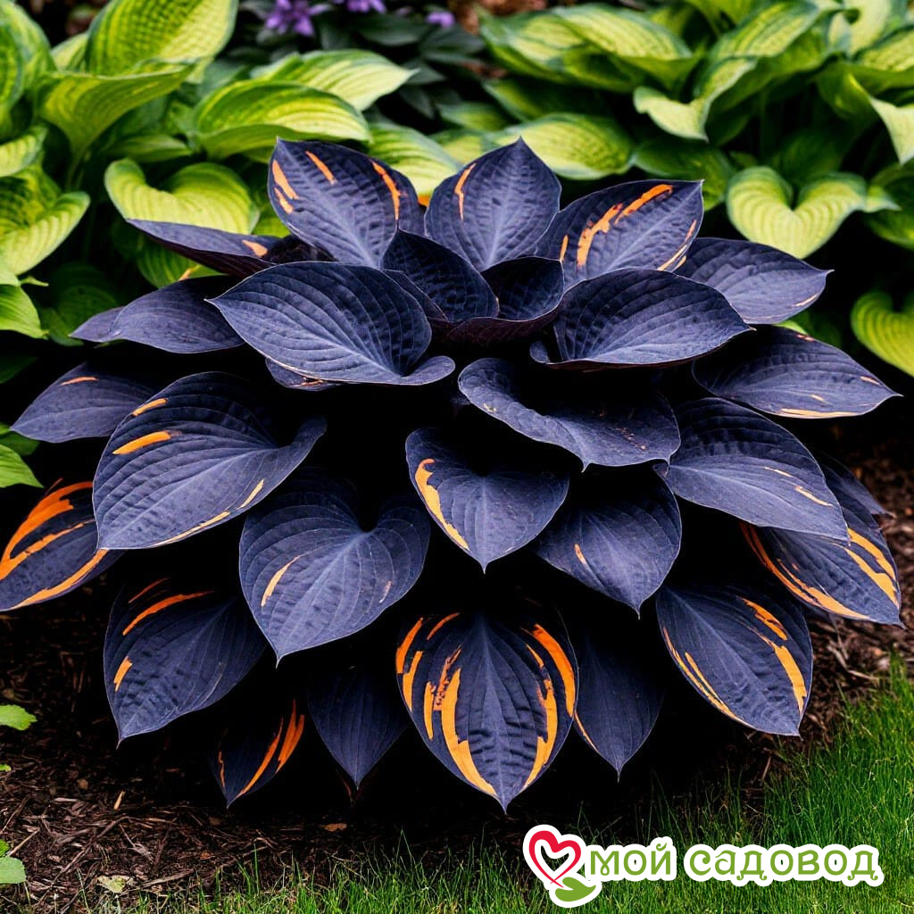 Хоста Умбра