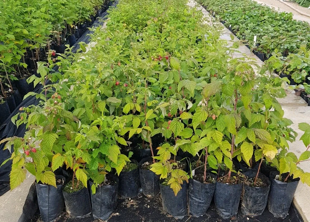 Малина Зоренька